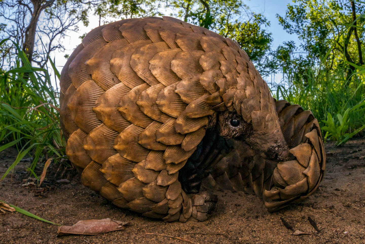 Lista Vermelha de Espécies Ameaçadas da UICN