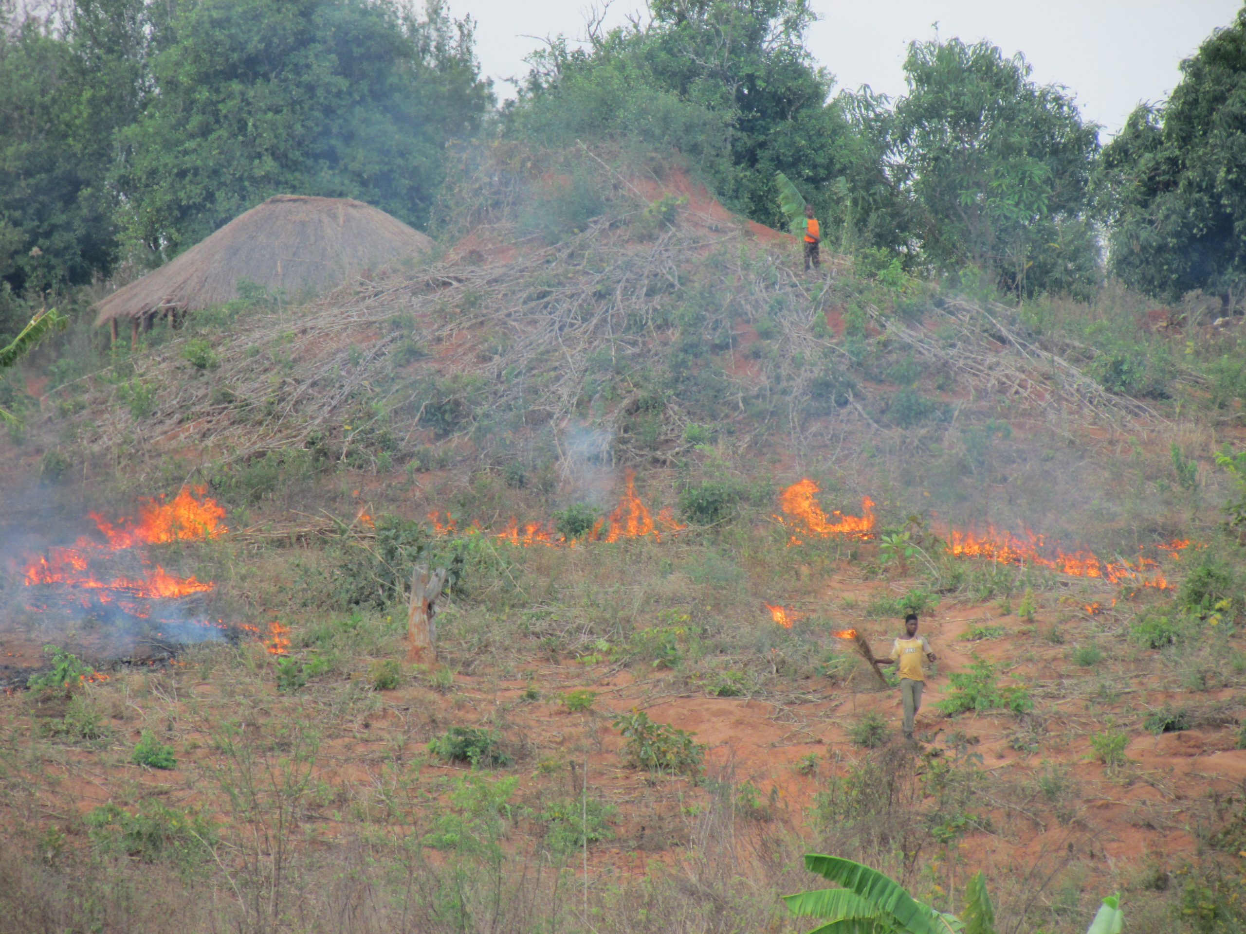 Ameaças à biodiversidade em Moçambique