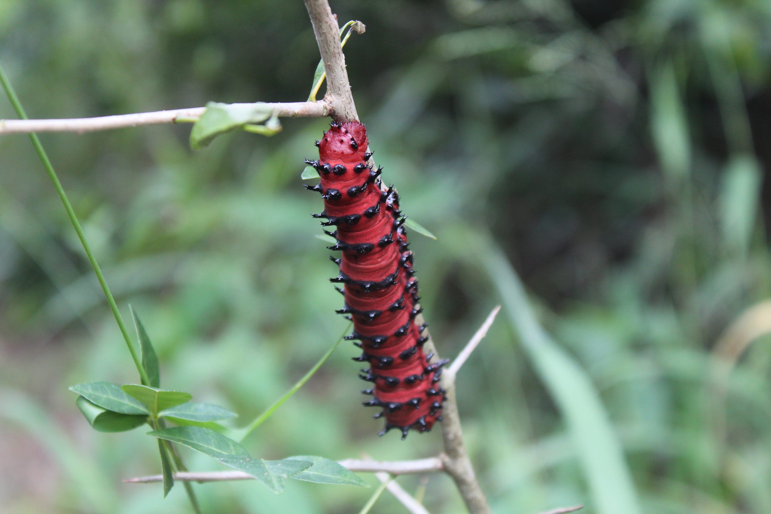 Oportunidades de Cooperação